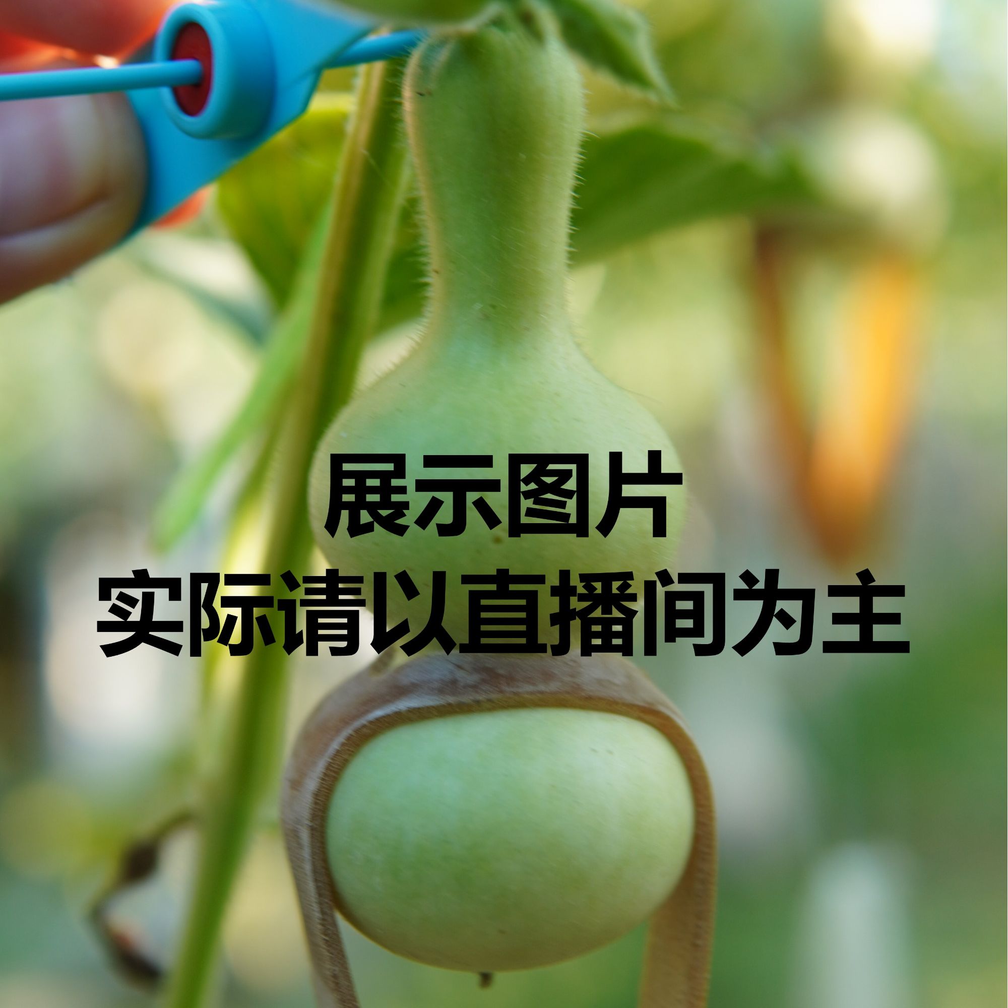 精品葫芦粗嘴八宝青皮