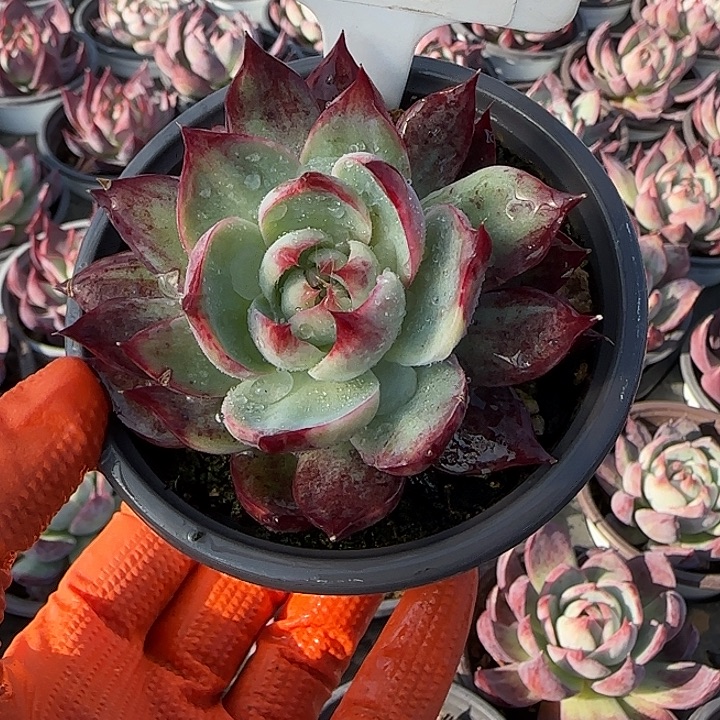 130 惊鸿仙子多肉植物7-9cm