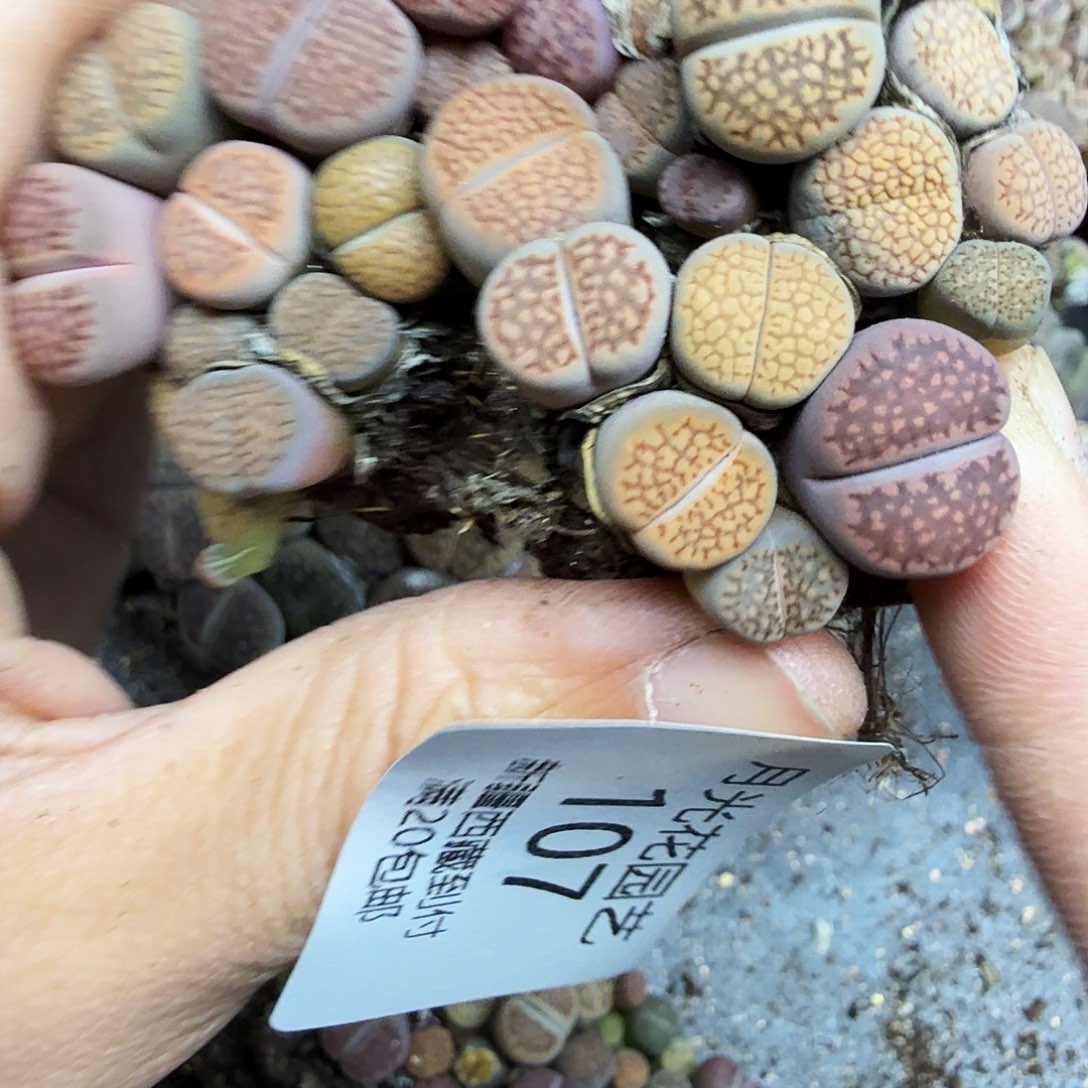 是一个不想被束缚而去努力107好