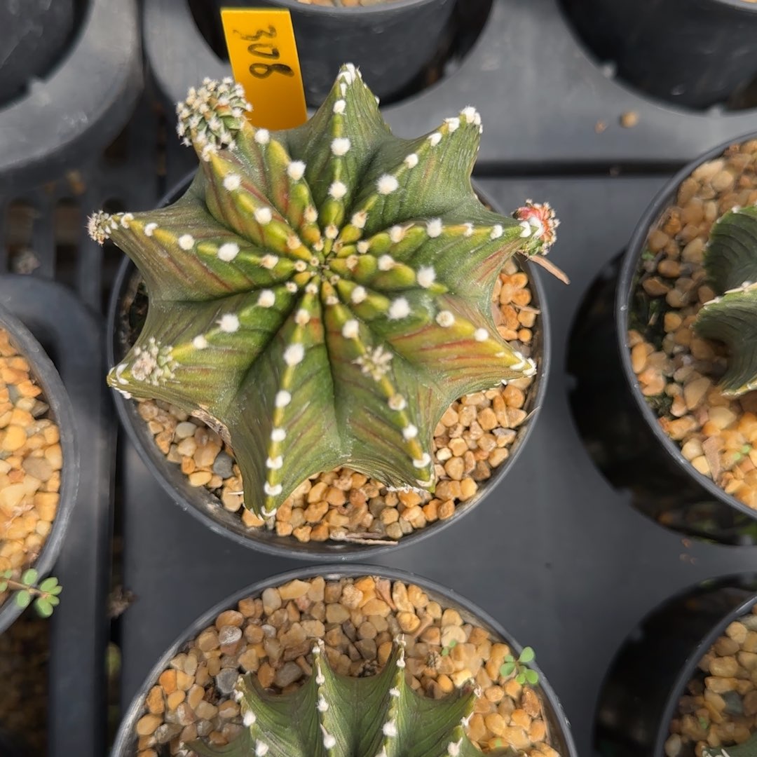 花***仔308-1230泰国发货多肉