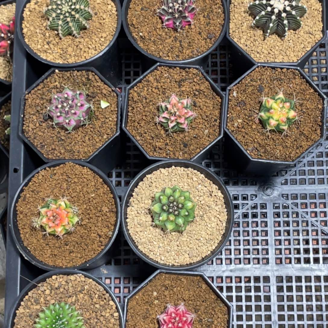 小***哥当前无花朵，栽培后可花朵总的10颗