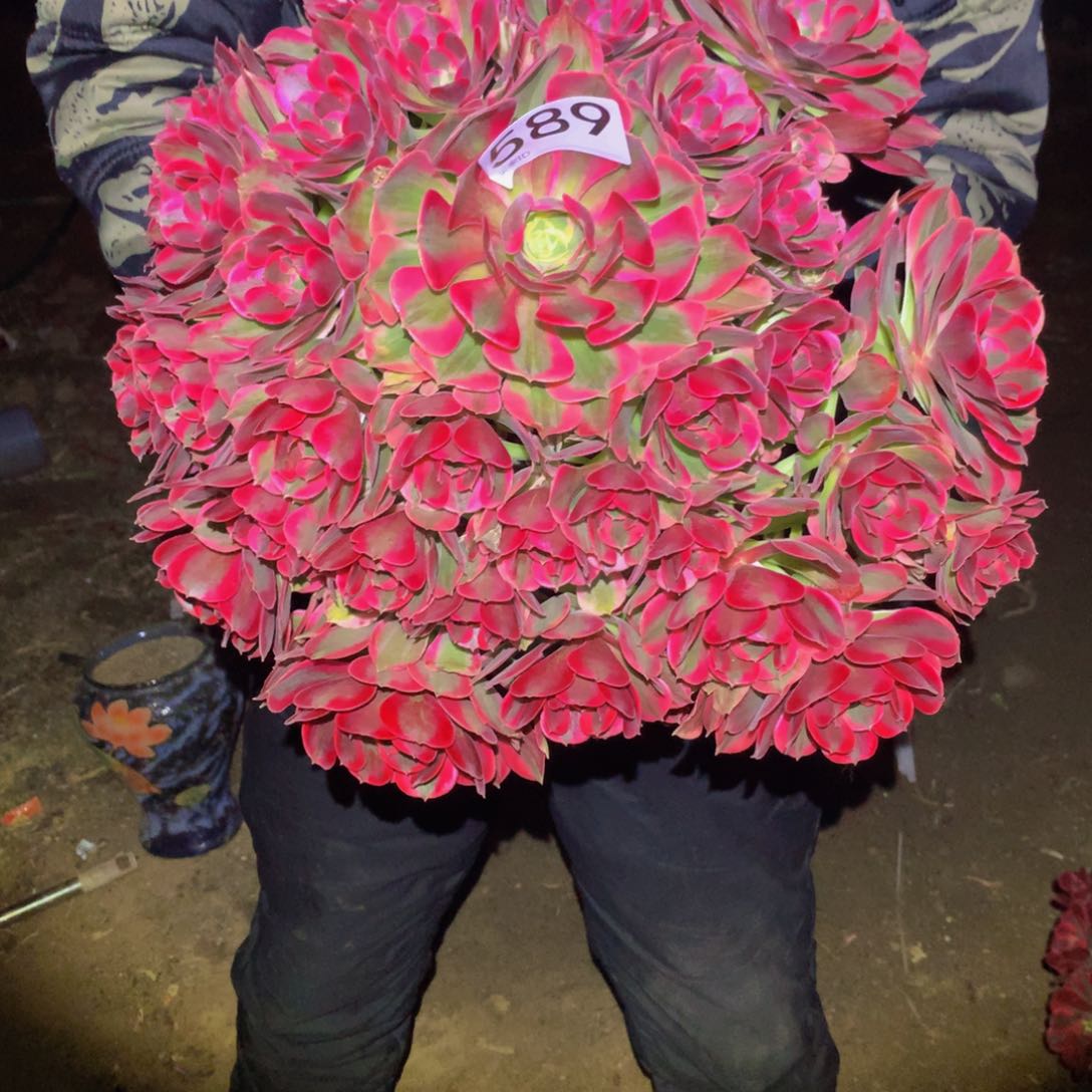 法师多肉植物589
