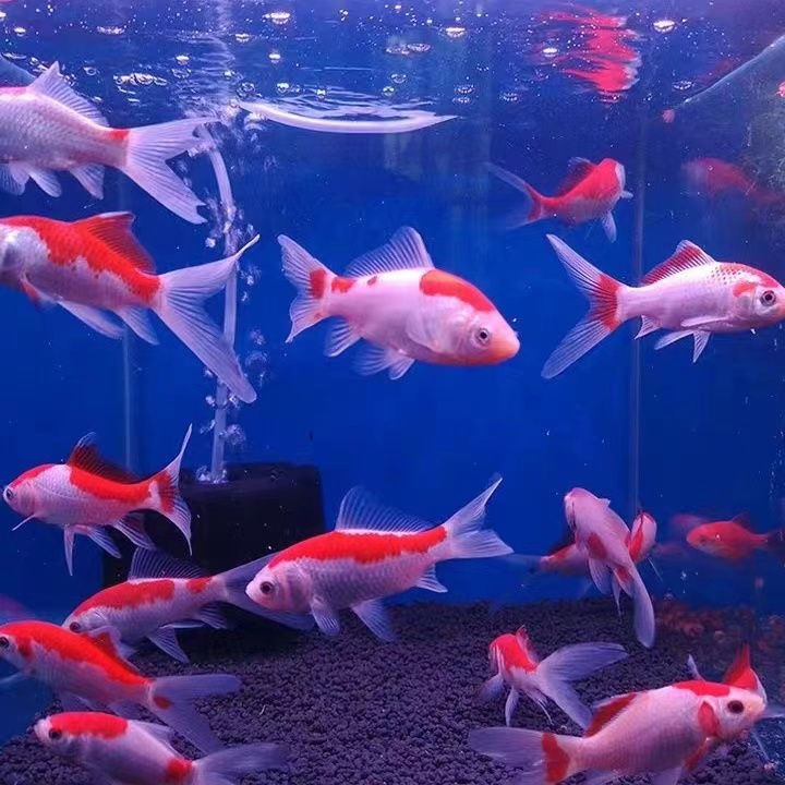 【精品樱花红白金鱼】20条5-7厘米新手鱼冷水鱼观赏鱼渔场直发包邮