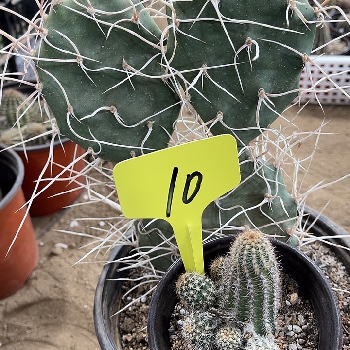 长白曲仙人掌，白檀10号