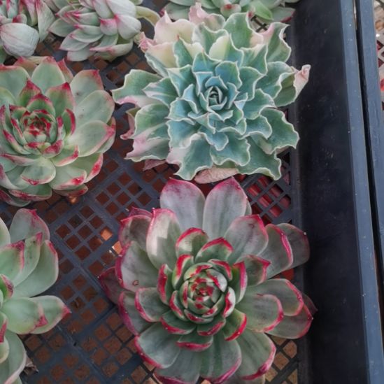 诲啸超白锦+桃花锦东云家里的