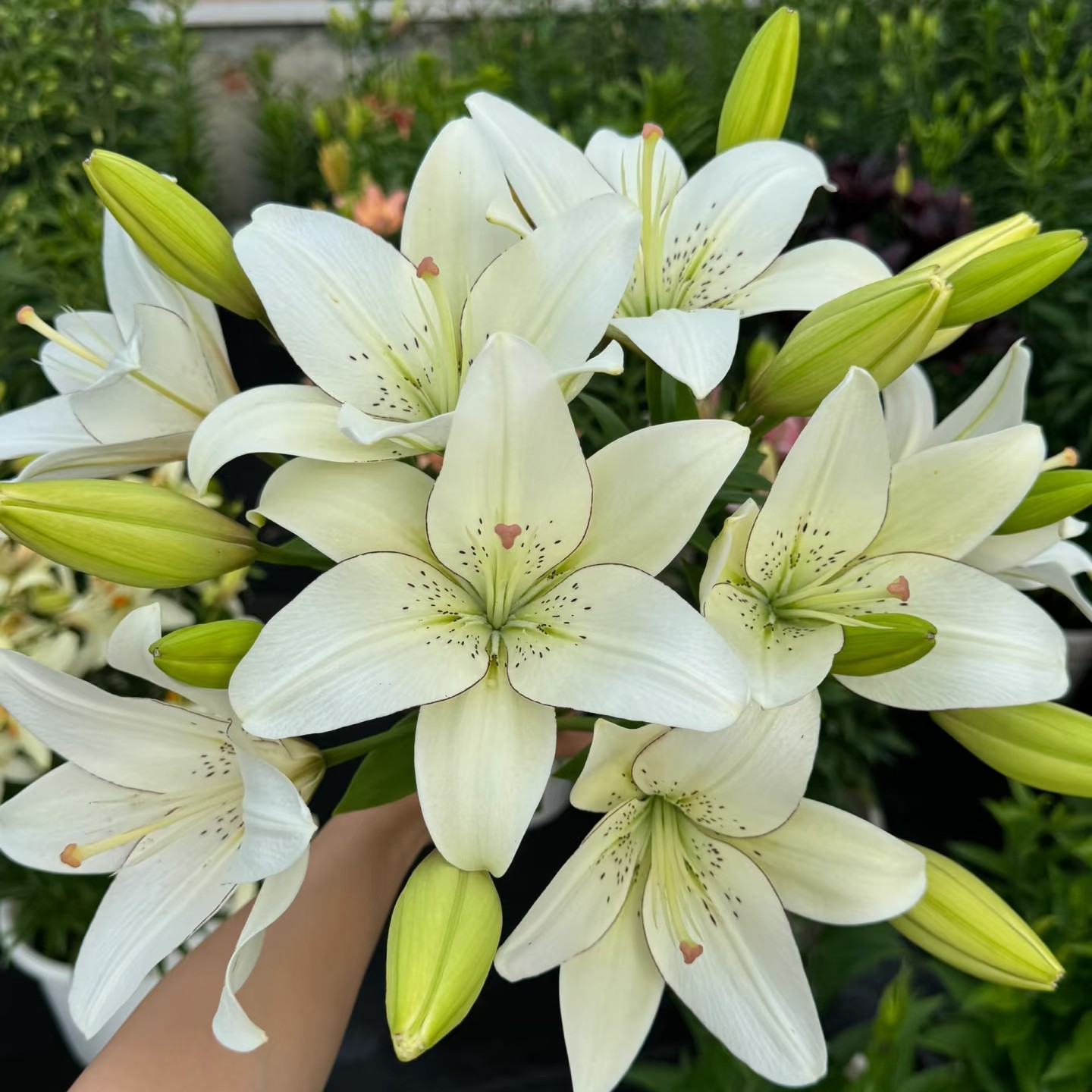 【大王】眼线 无香亚百合  同地址任意两单顺丰 一单普通快递