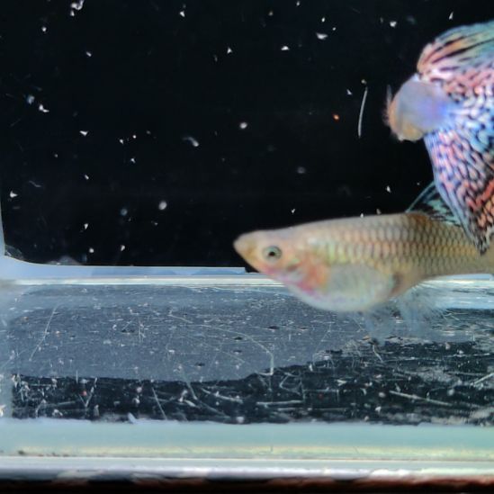 孔雀鱼新加蓝红尾一对