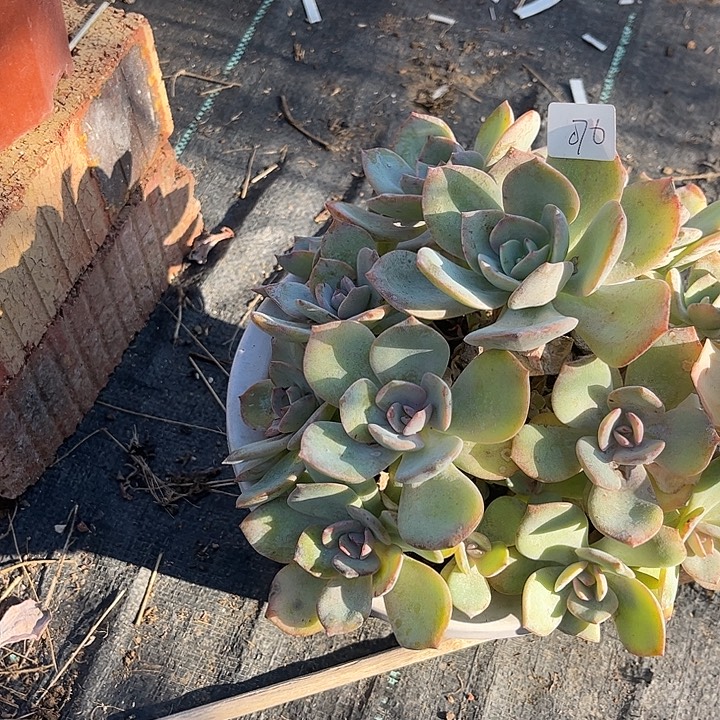 暴***妮070不售后白凤脱土发货不退换