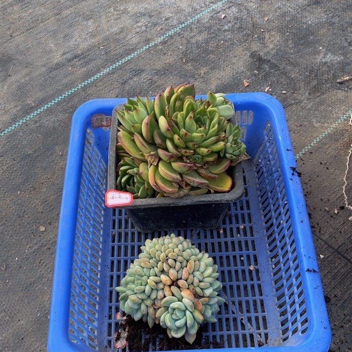 木**橙梦露缀一颗月亮石一颗