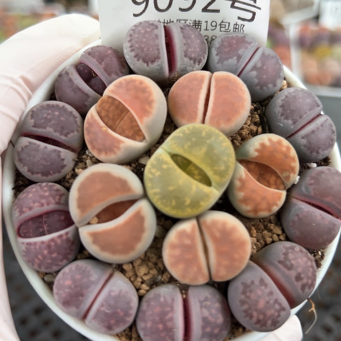 好养易活生石花大母本9092