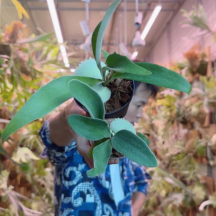 无花朵   阳炎加ar鹿啦。  a46。   