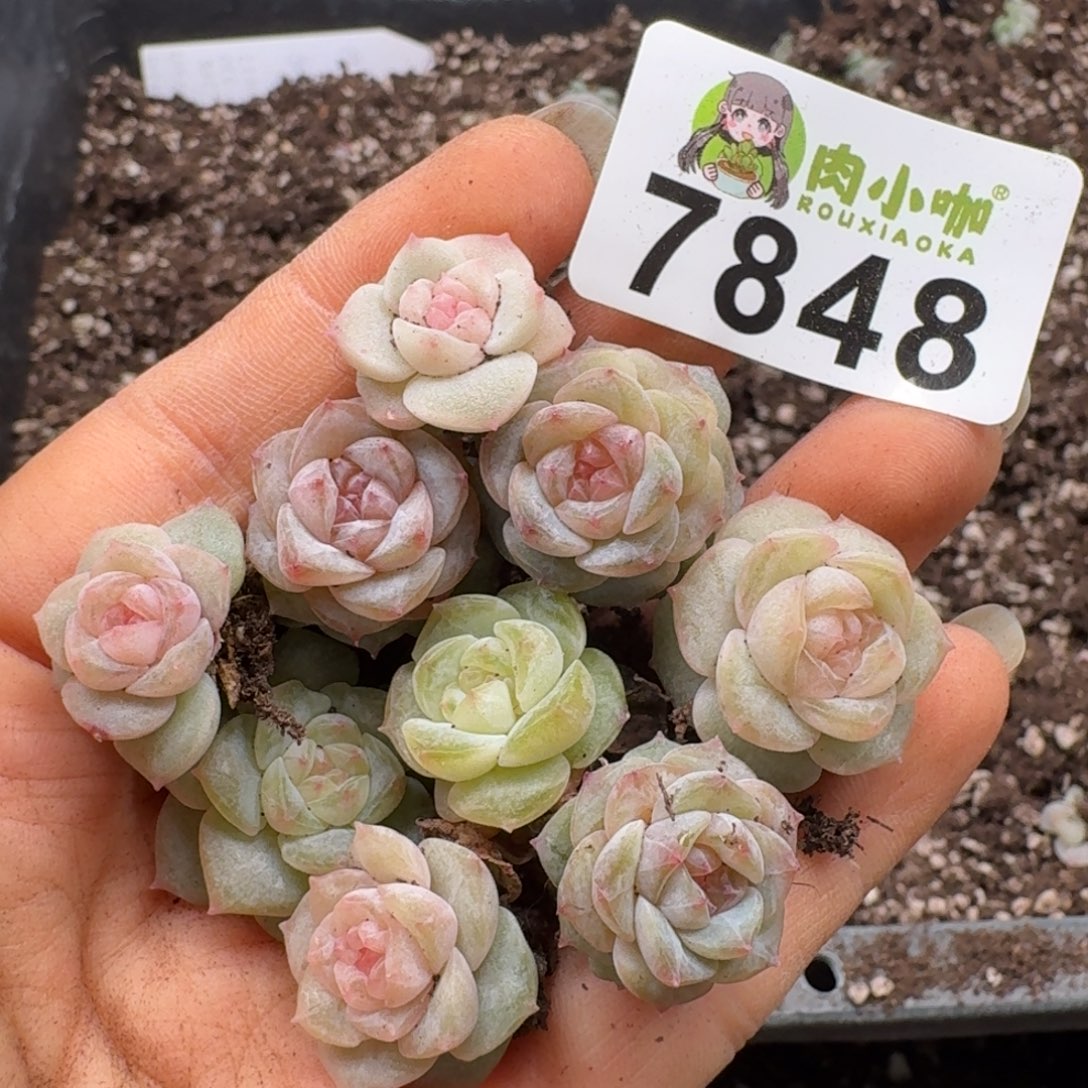 多肉植物多肉植物