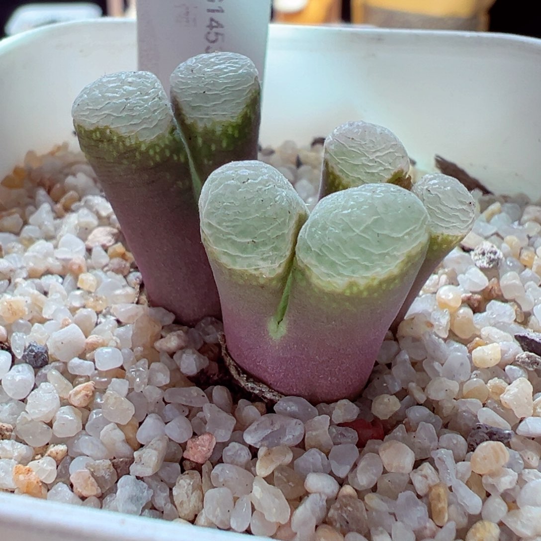 1209-243多肉多肉粉樱