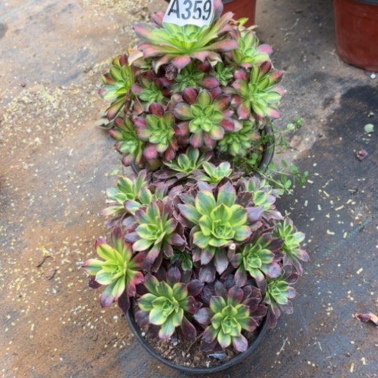 359两个法师不包断枝