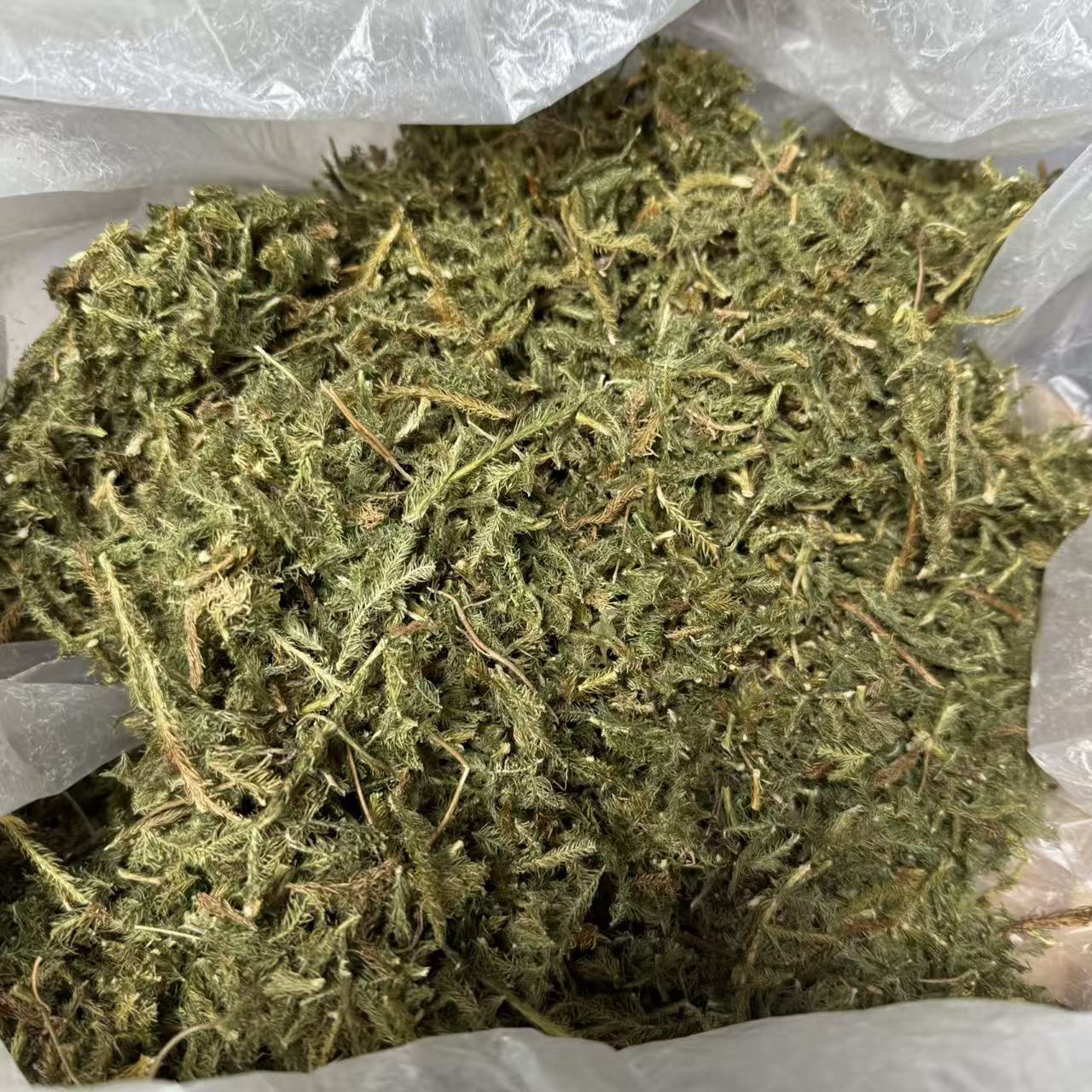 正宗申 筋 草 可泡水