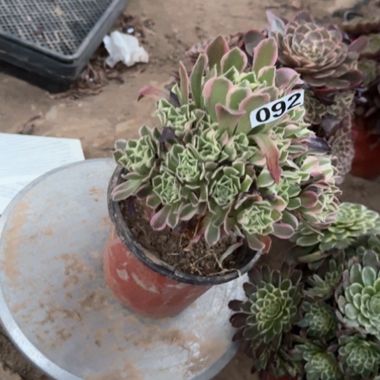 无花朵女巫绿体092号不包断枝