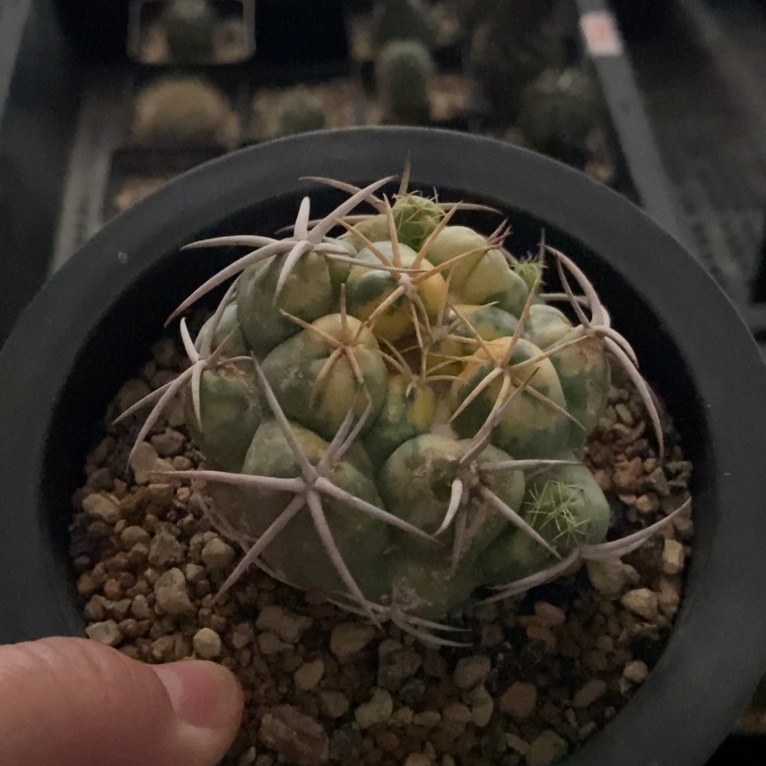 自根象牙锦6cm有斑