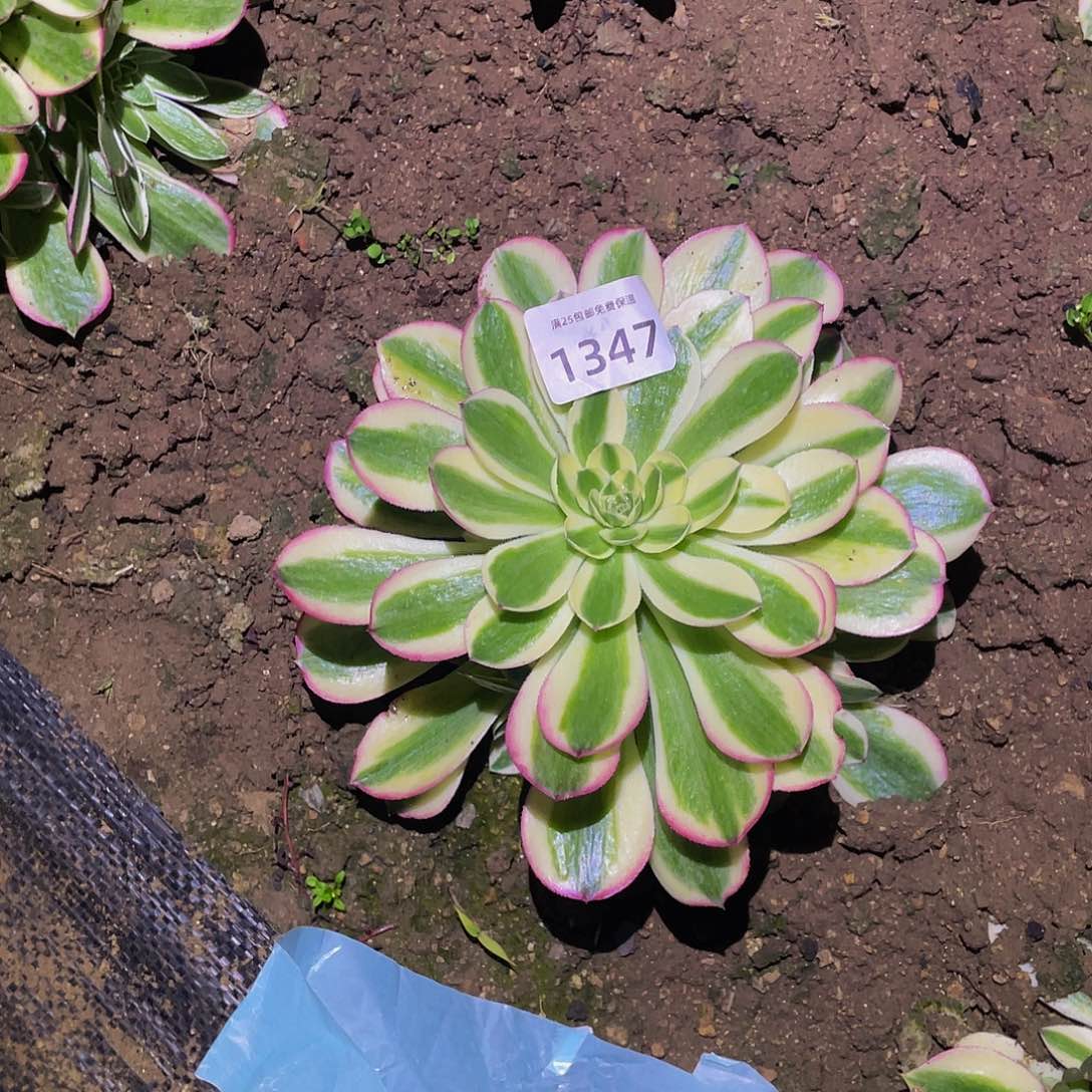 1347粉海王多肉植物