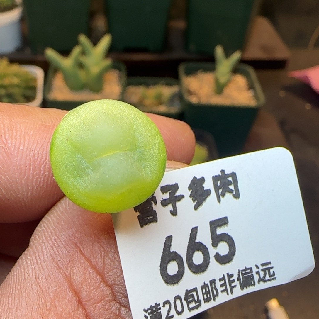 拉登1.3➕。             