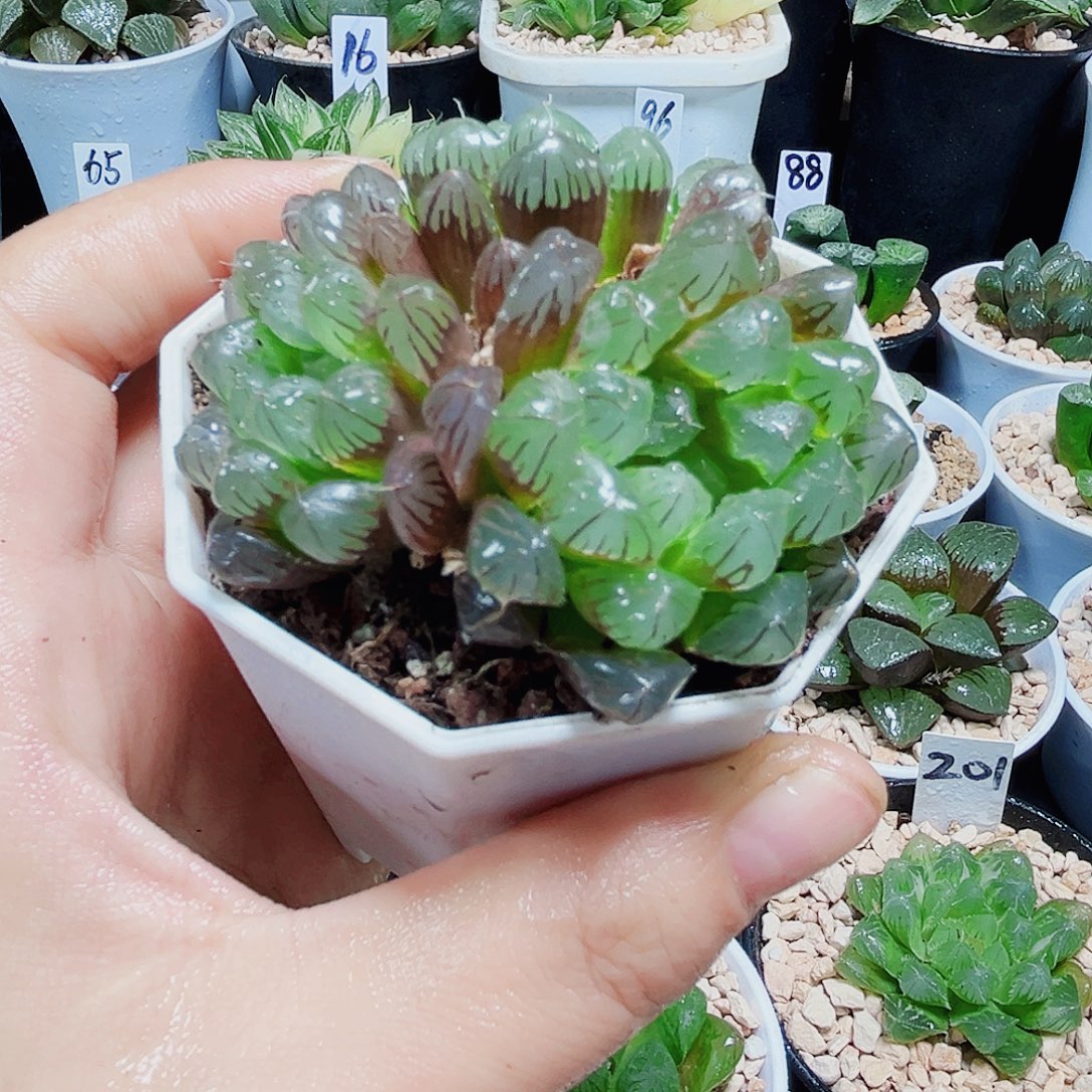 彩虹冰灯多肉植物6666