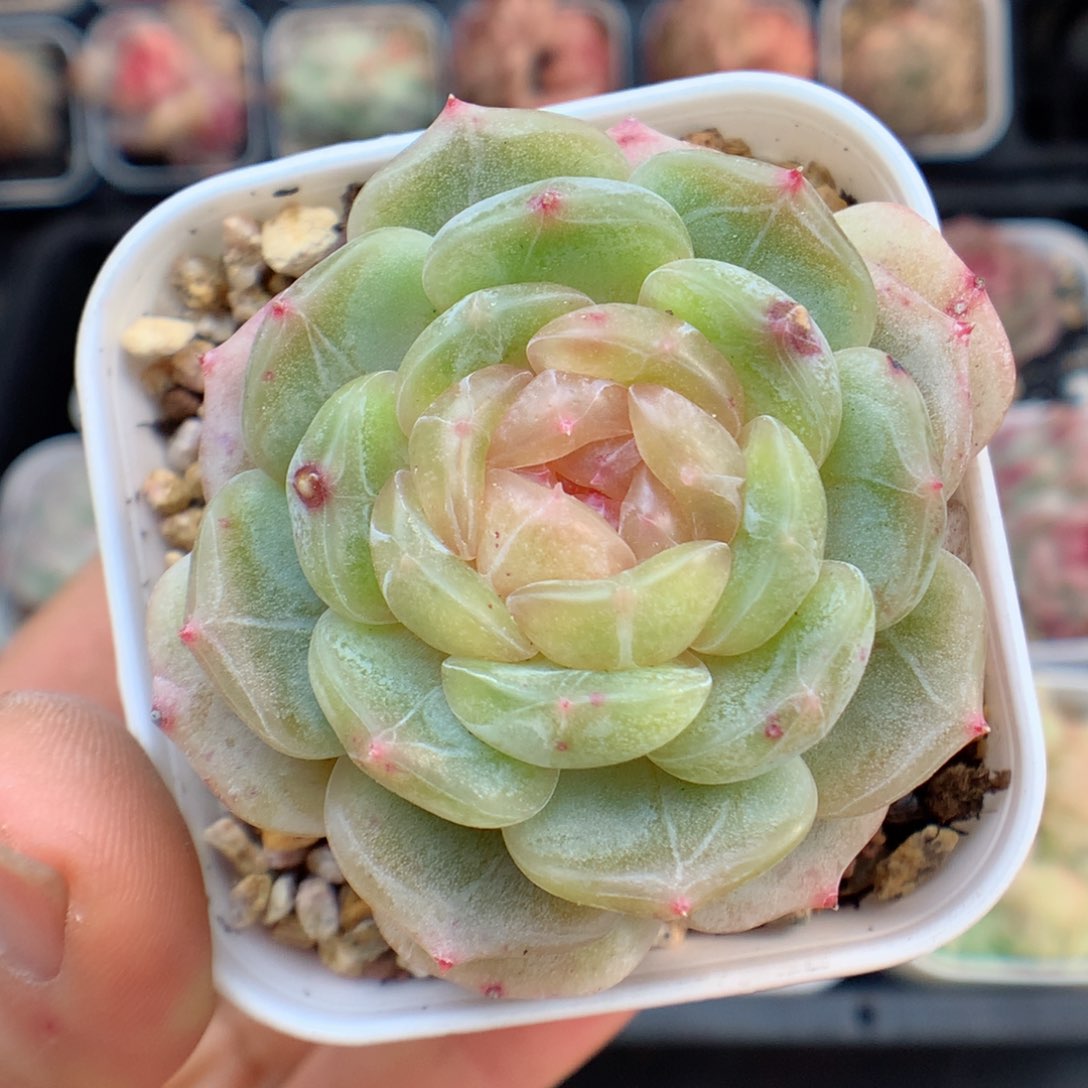 多肉植物。 白恋23