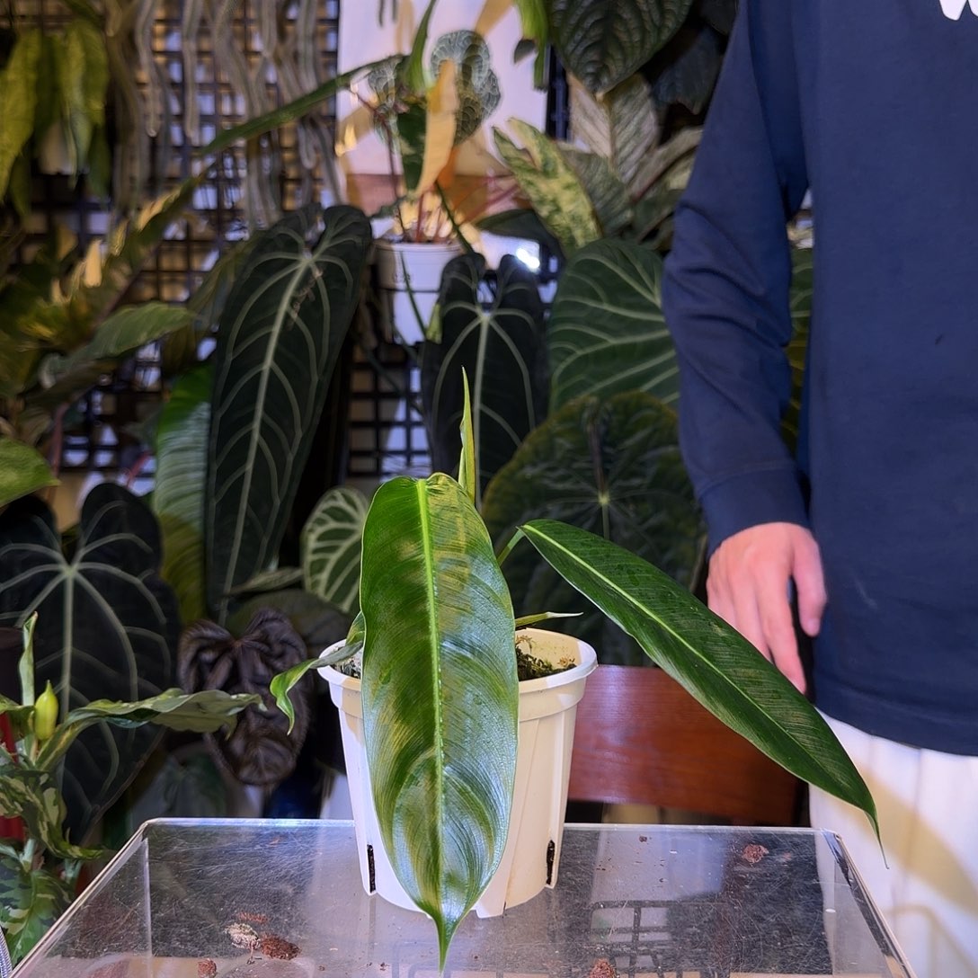 完全开放H189pp蔓绿绒