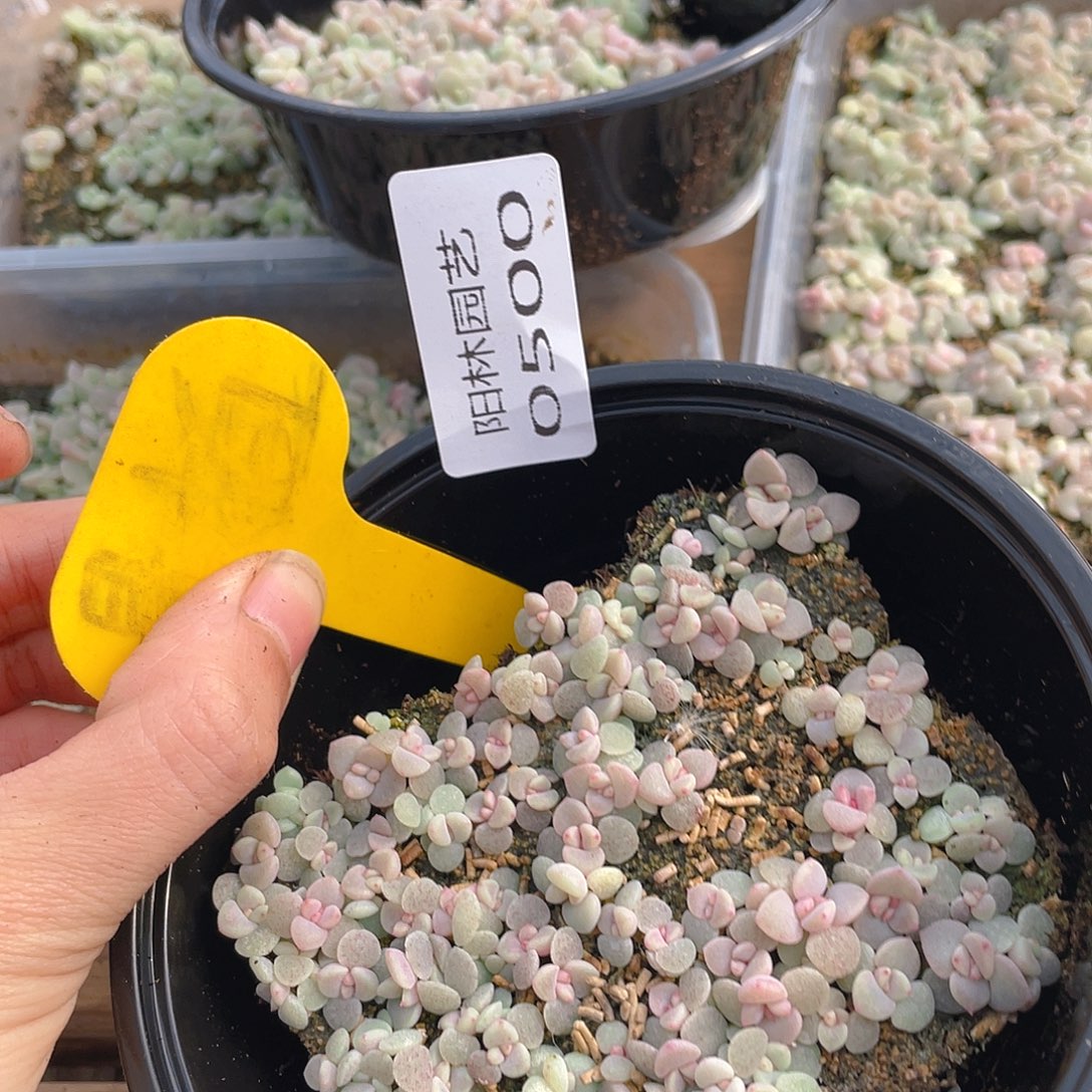 量拍多肉植物多肉植物500