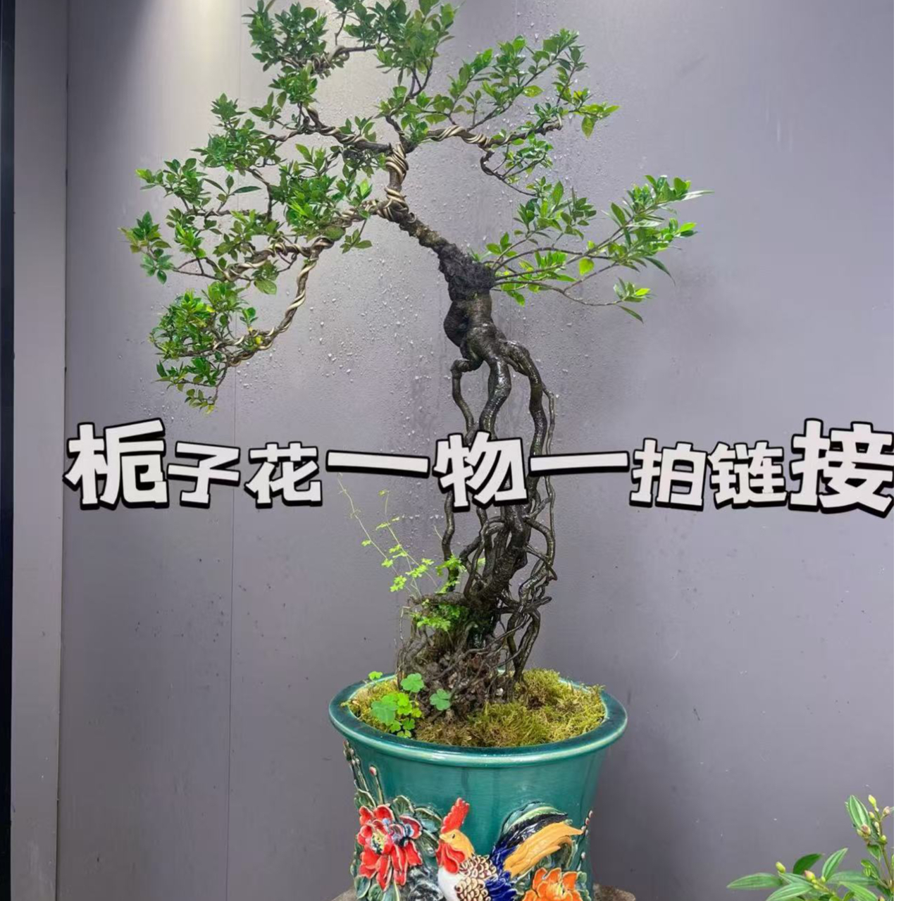 四季小榄叶栀子花（开花机器）