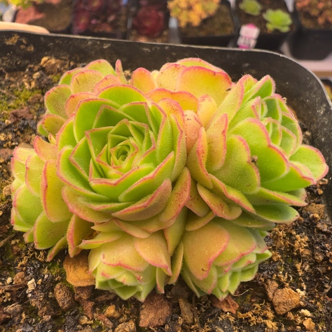 Y749半城玫瑰金色梦影