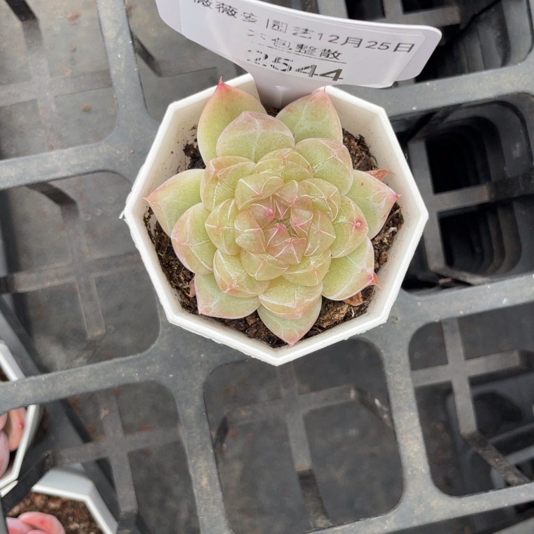 不包整散 盆子不售后2544