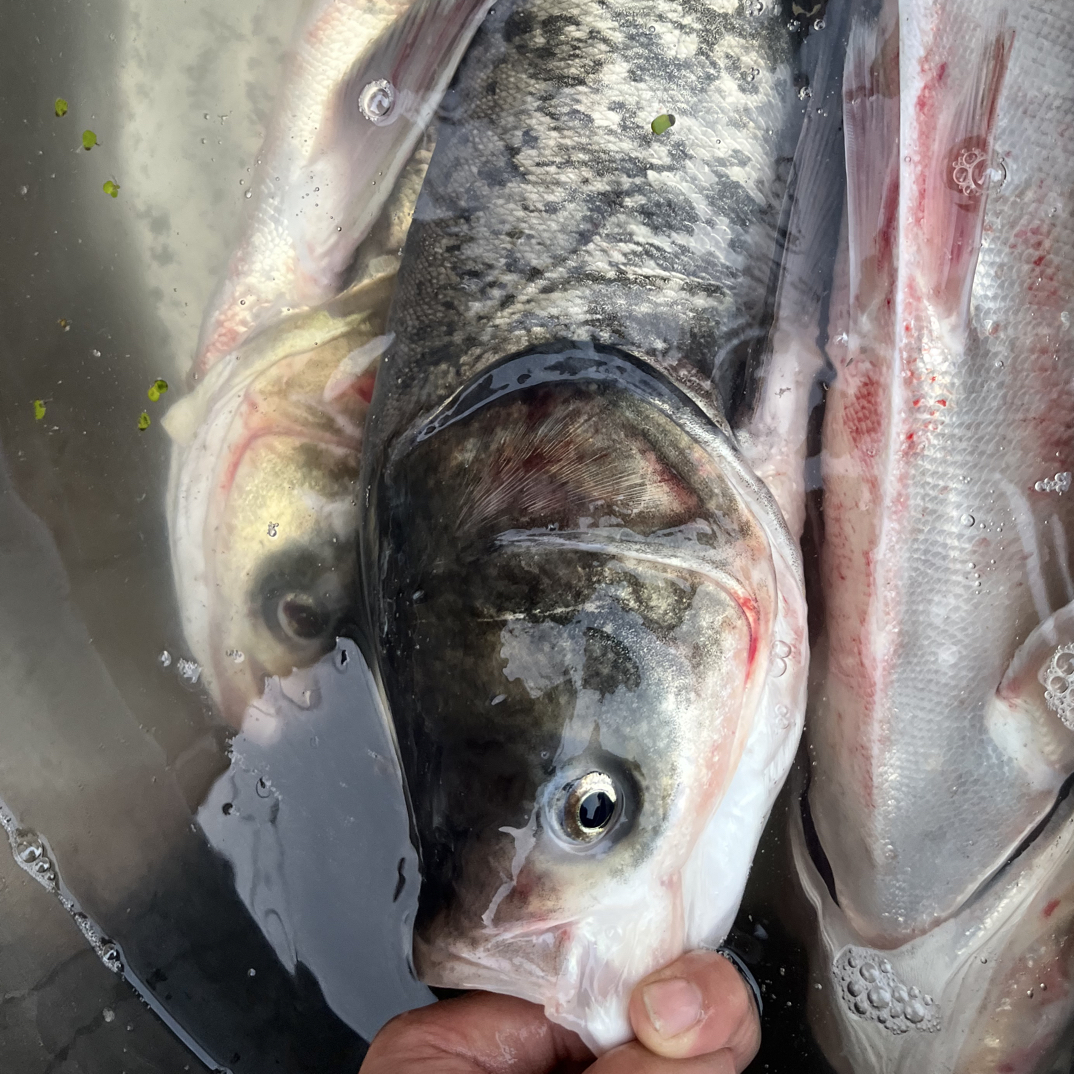 胖头鱼花莲鱼新鲜大个头鲜活现杀