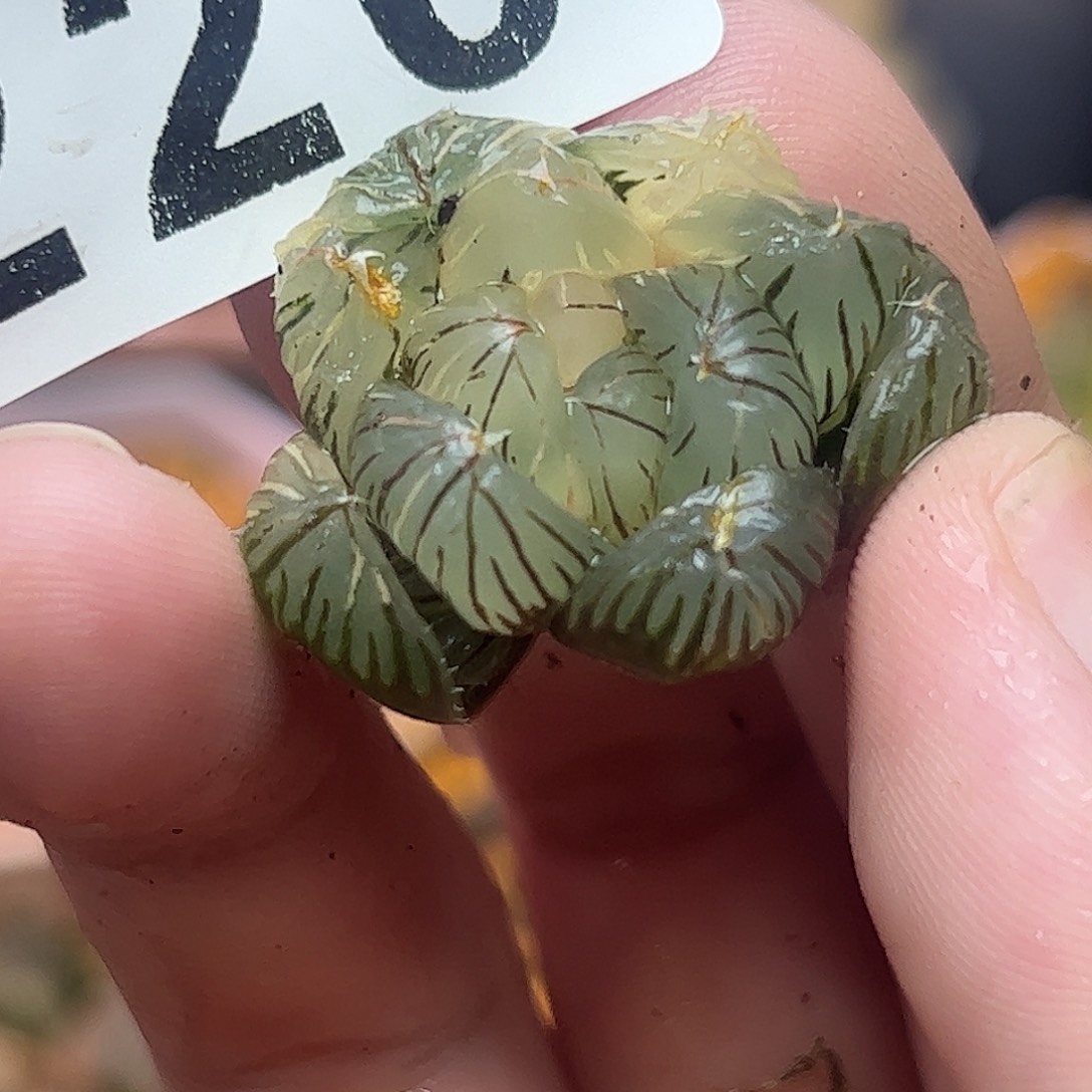 220水中月巨大化锦十二卷多肉