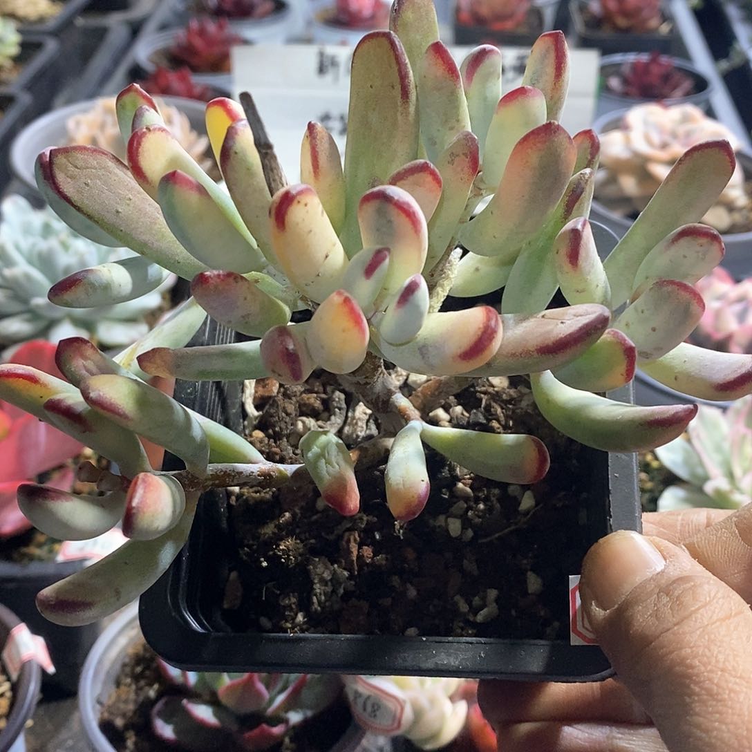 A889精美多肉棒叶福娘锦