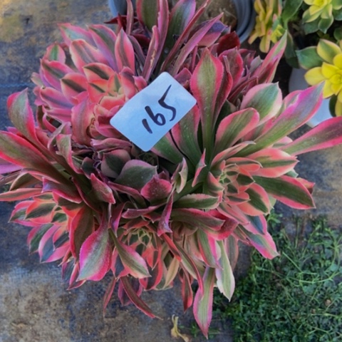 粉女巫变异多肉植物165多肉