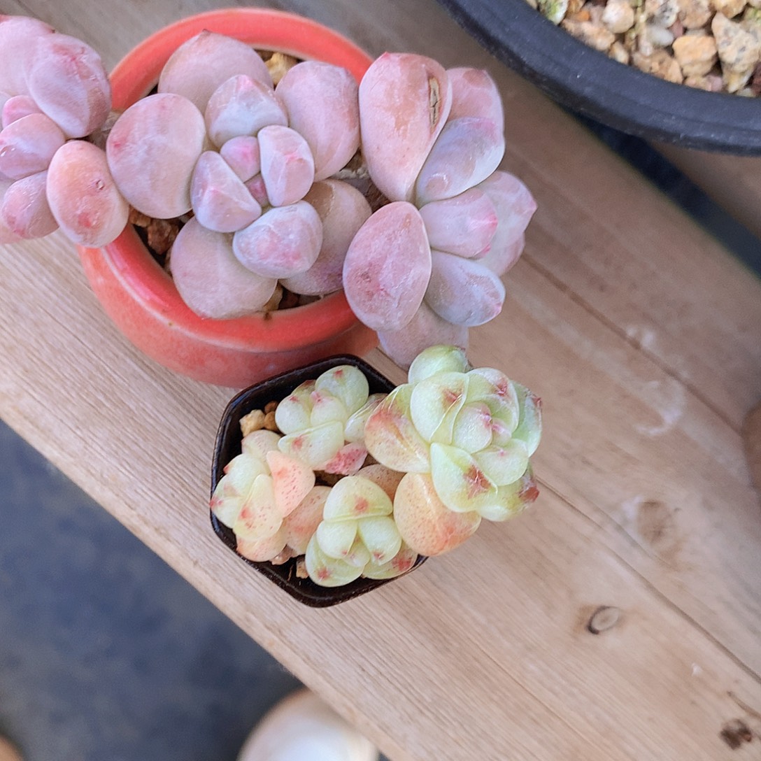 毛毛带盆土发两颗