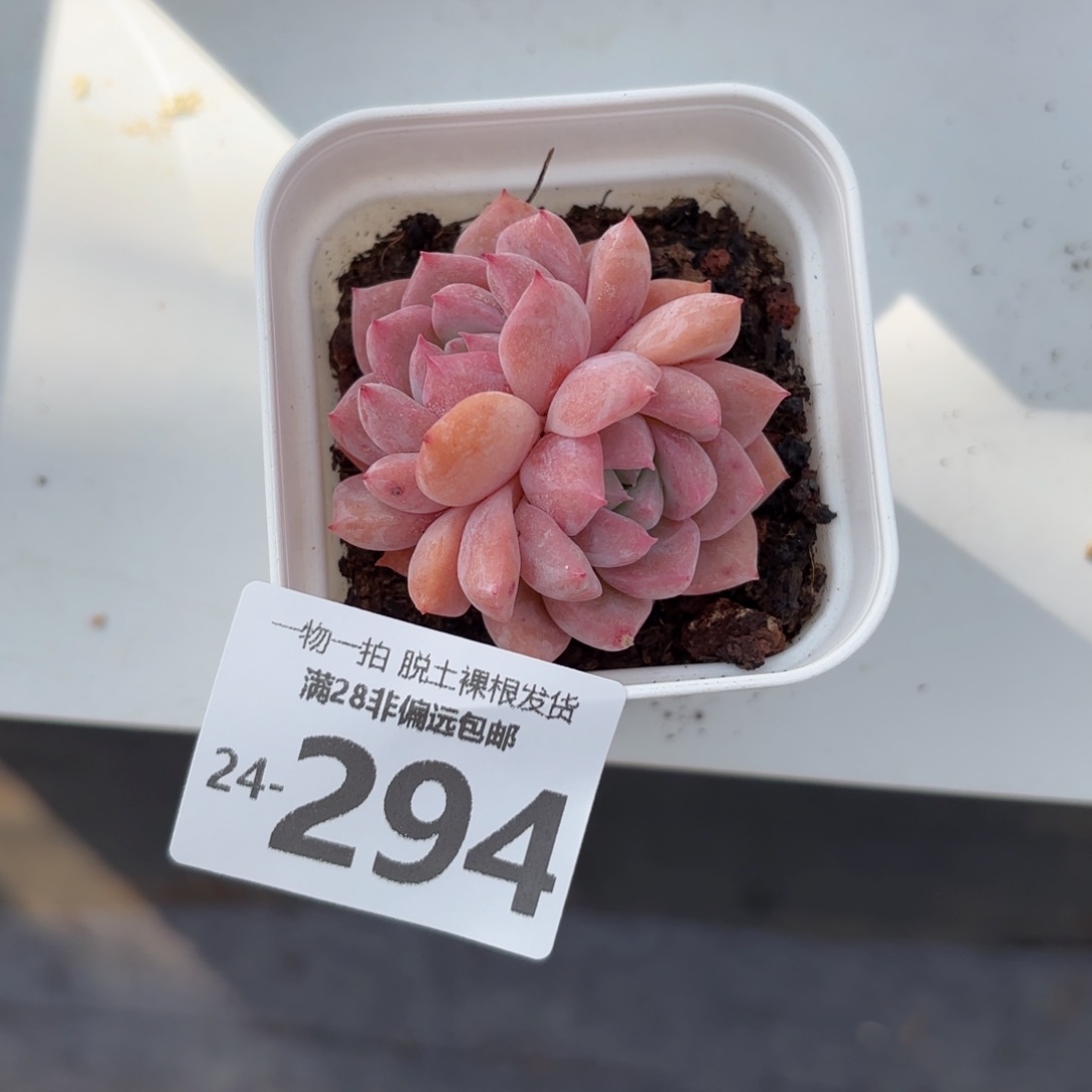 霜花双头多肉多肉多肉