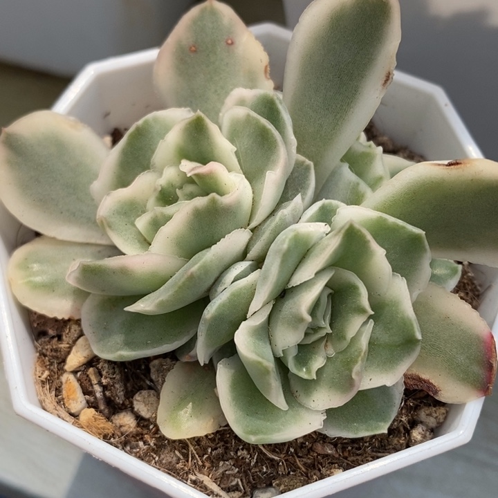 紫蝴蝶锦底座4头多肉锦