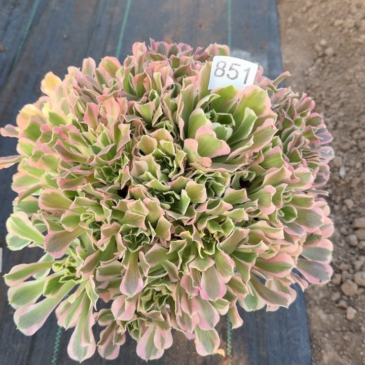 白凤法师不包损851