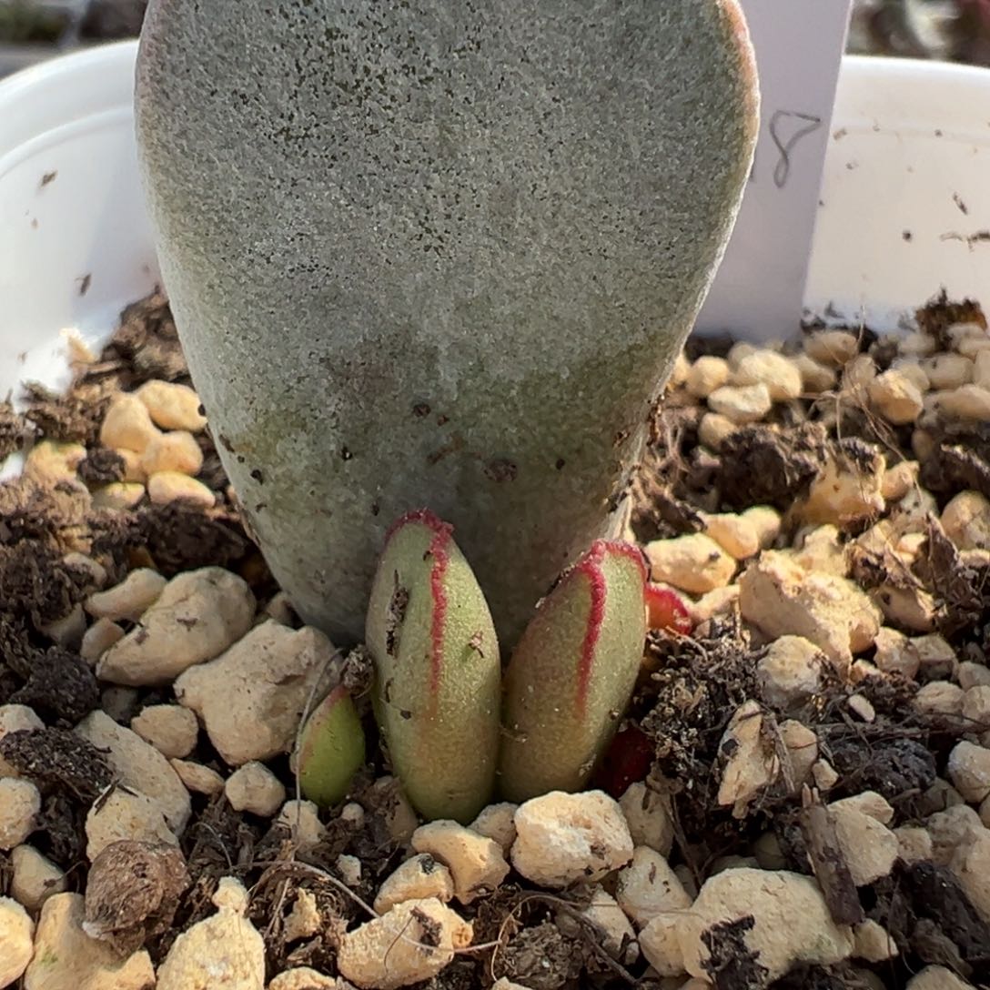 实生新品多肉植物水泡实生新品