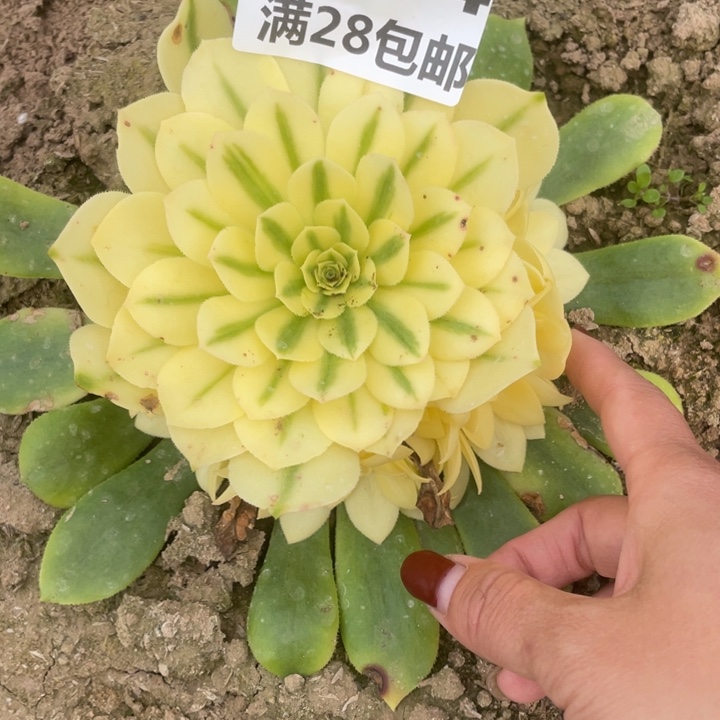 2404一号棚雪莲多肉植物M