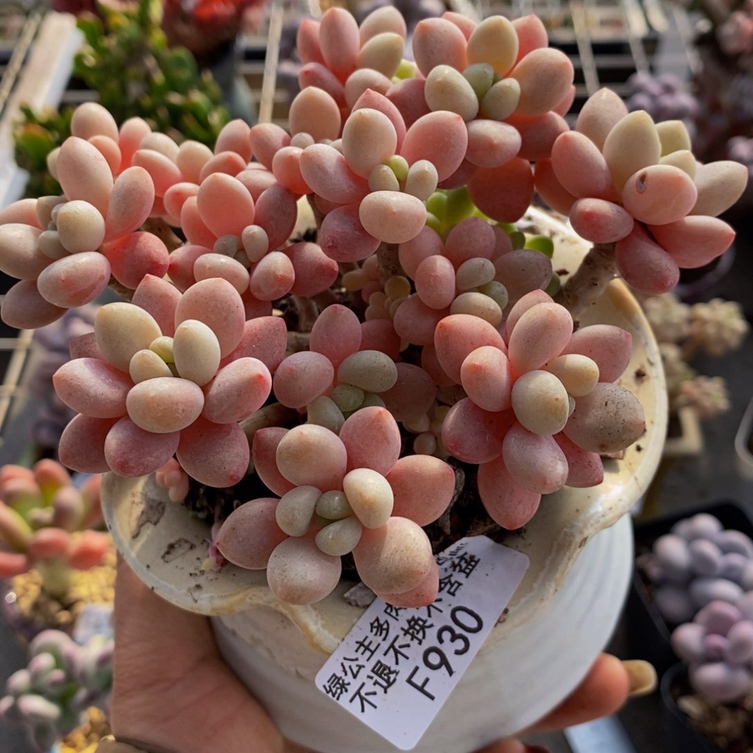 鱼子酱930/10cm的肉