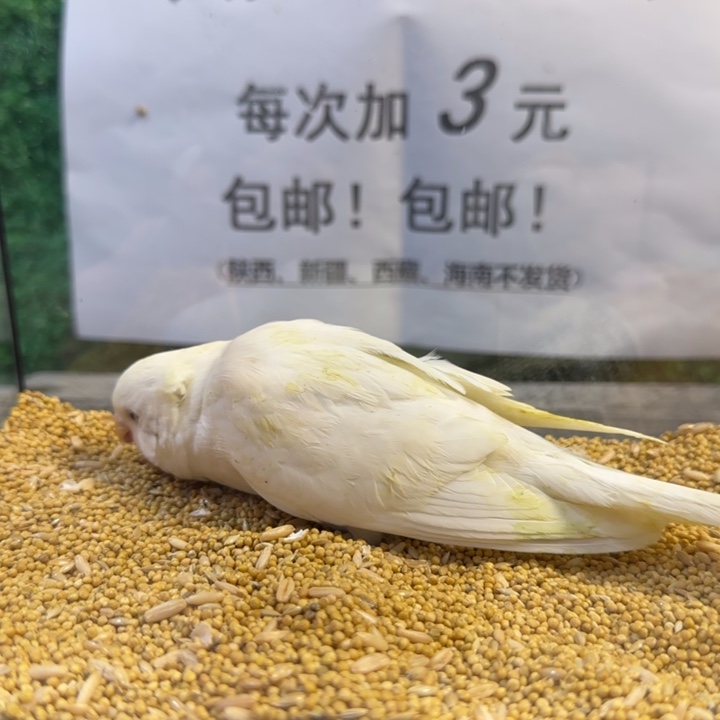 虎皮鹦鹉大头虎皮鹦鹉