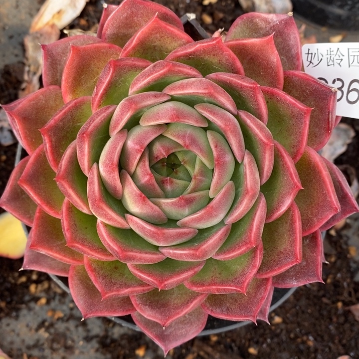 2362杂交老桩基地～11厘米