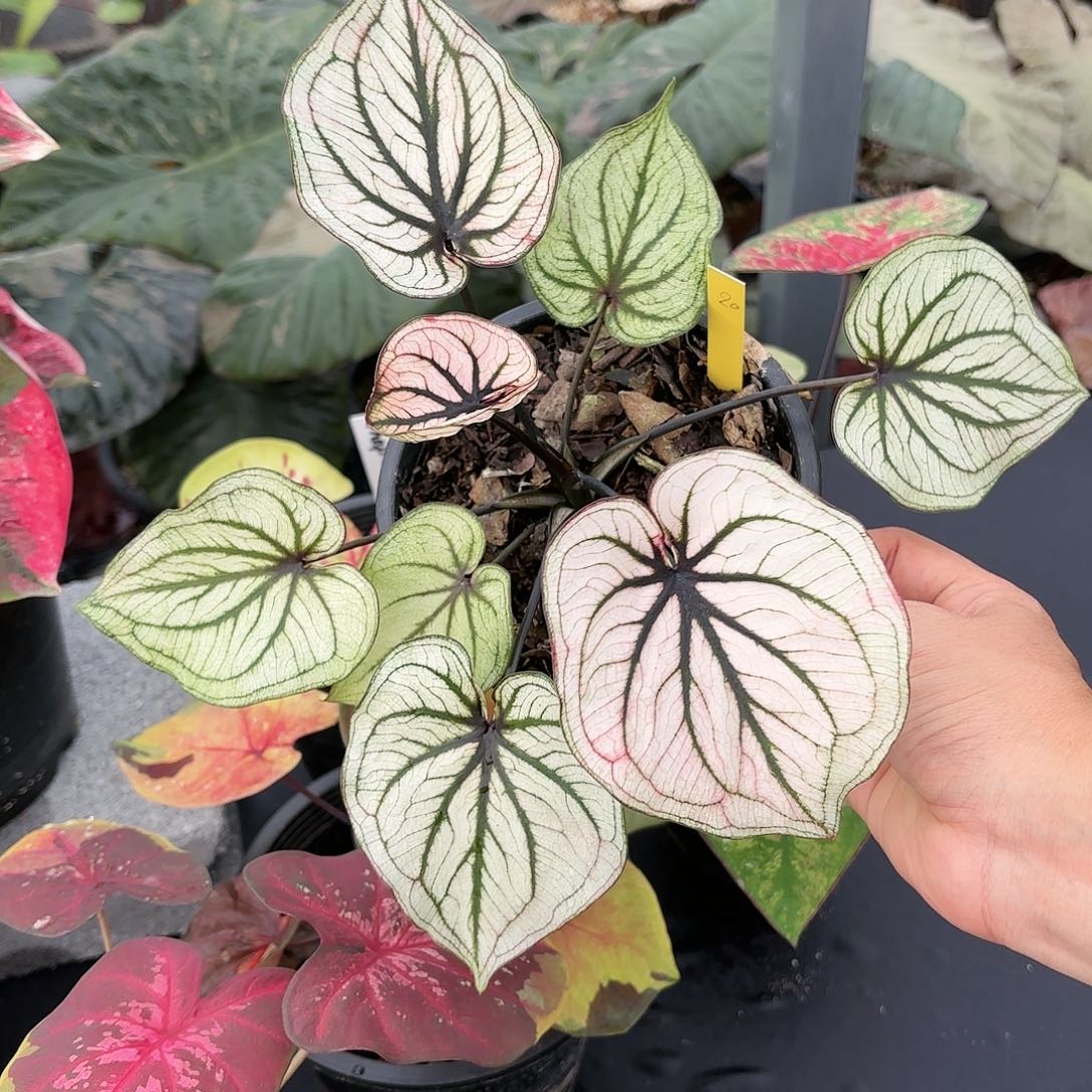 泰国彩叶芋20-0115