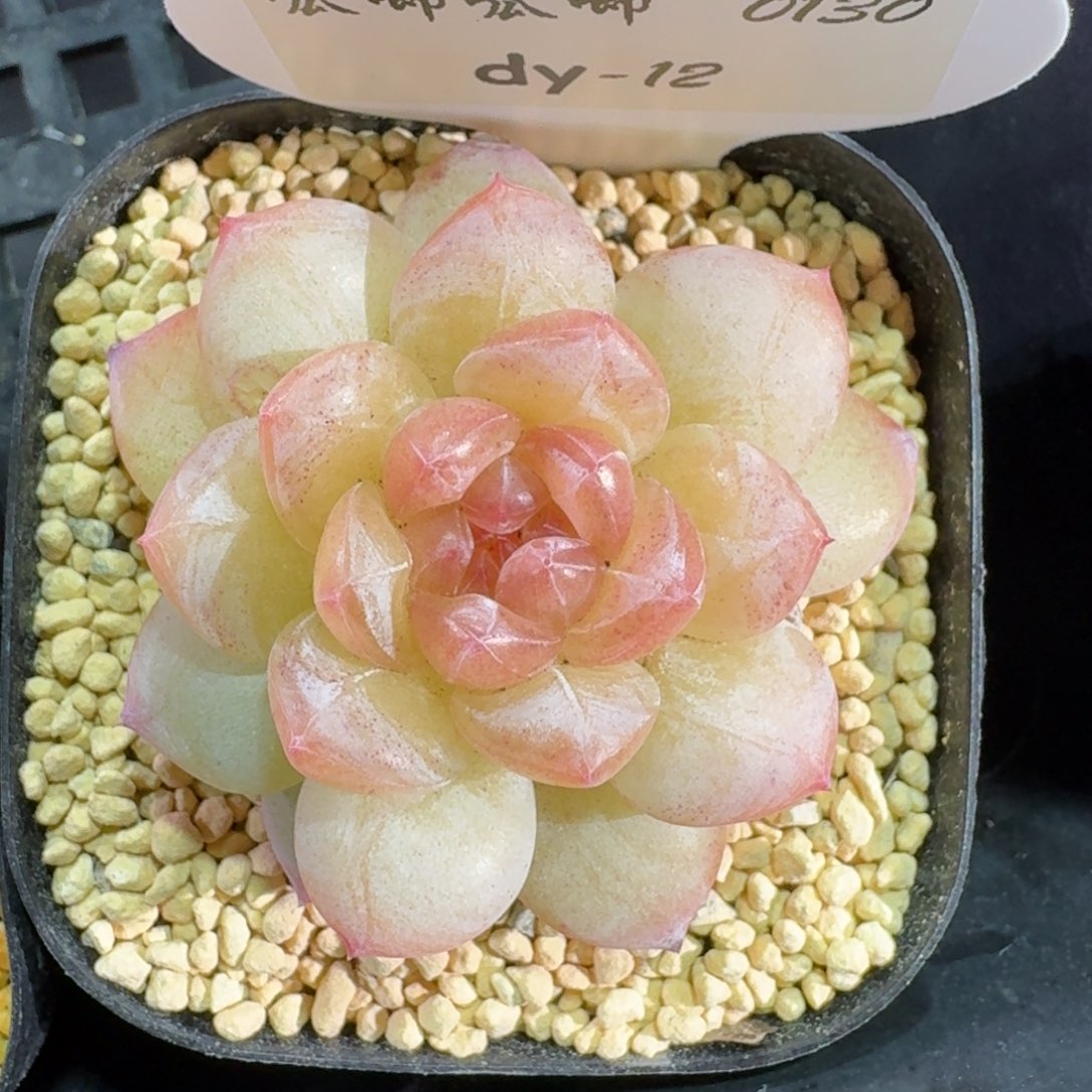 0130-012-玉壶单头