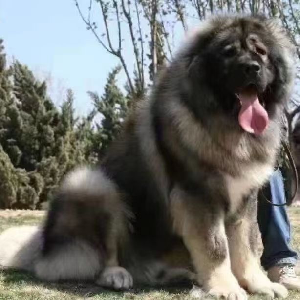 高加索大型犬小狗巨型犬便宜狗狗幼犬家养活物真狗看家狗