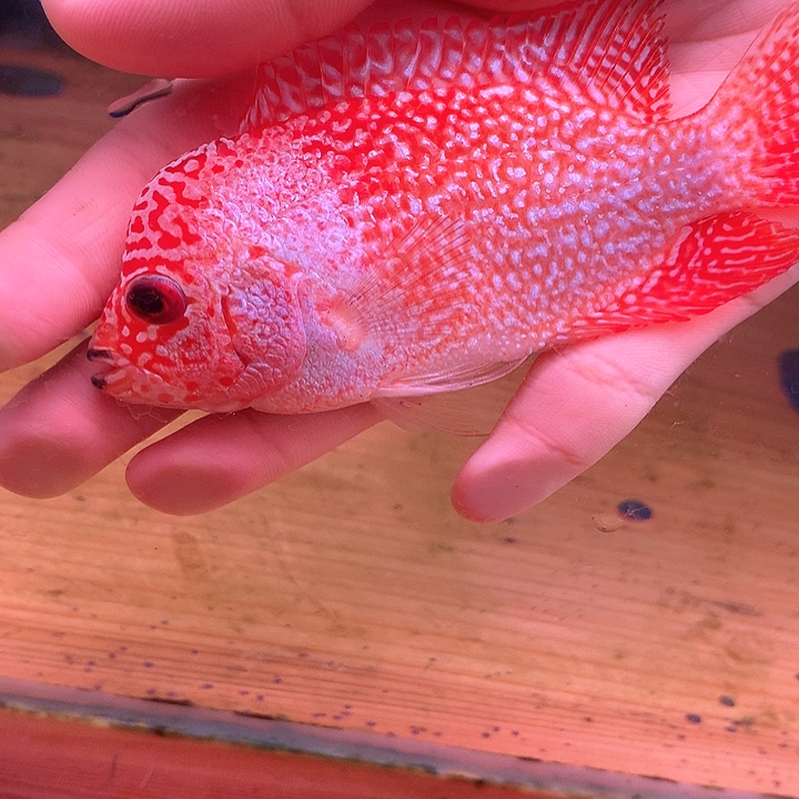 *****罗汉鱼福利88888888888888888