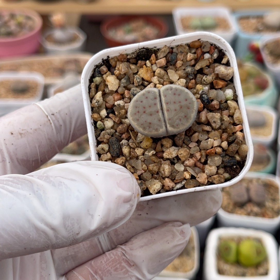 多肉植物一物一拍30