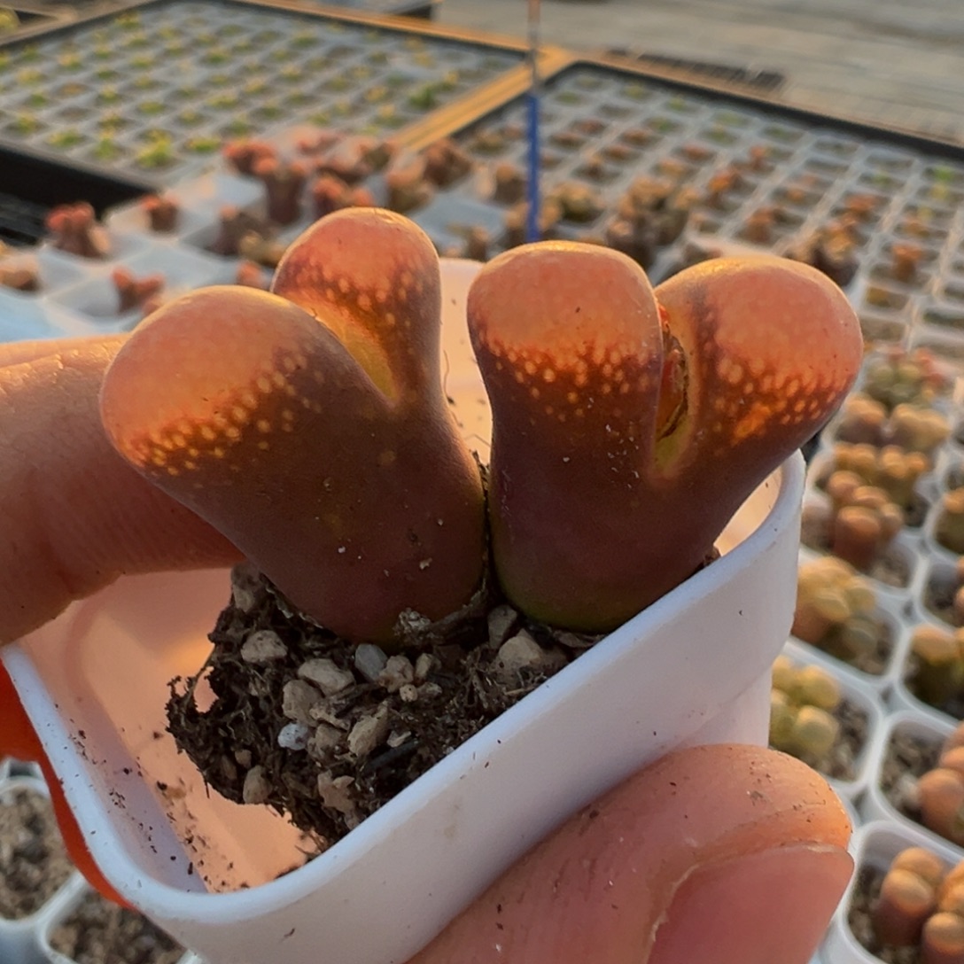 大型红风铃母本一物一拍