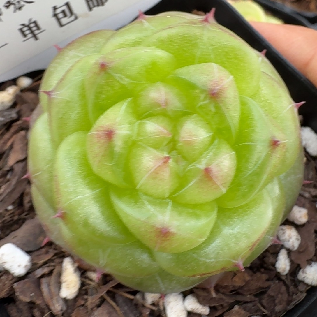0417-028-无双珍妮
